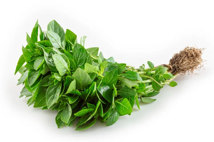 What to Do With Basil Stems Instead of Composting Them