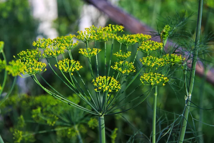What to Do With Dill Stems and Flower Heads