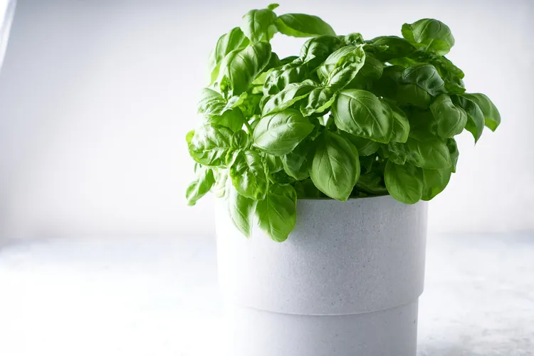 Growing Basil Indoors Year-Round to Extend the Harvest