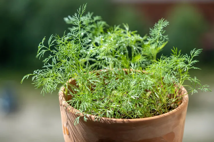 Growing Dill in Containers for a Continuous Supply