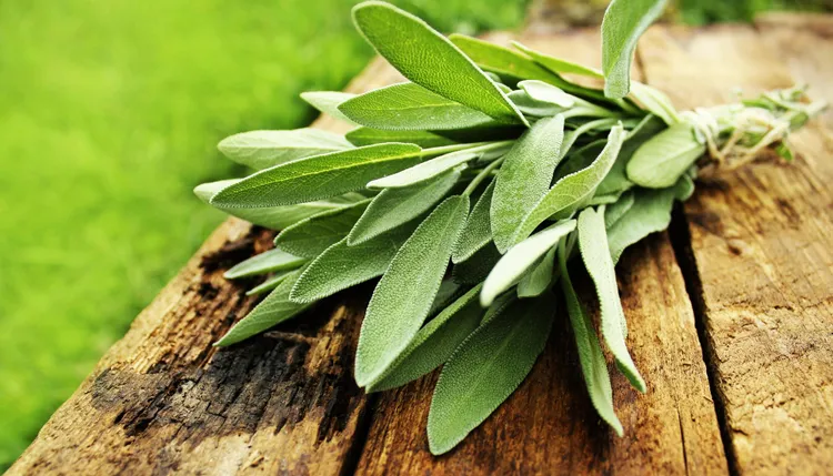How Much Sage Is Too Much? Getting the Balance Right
