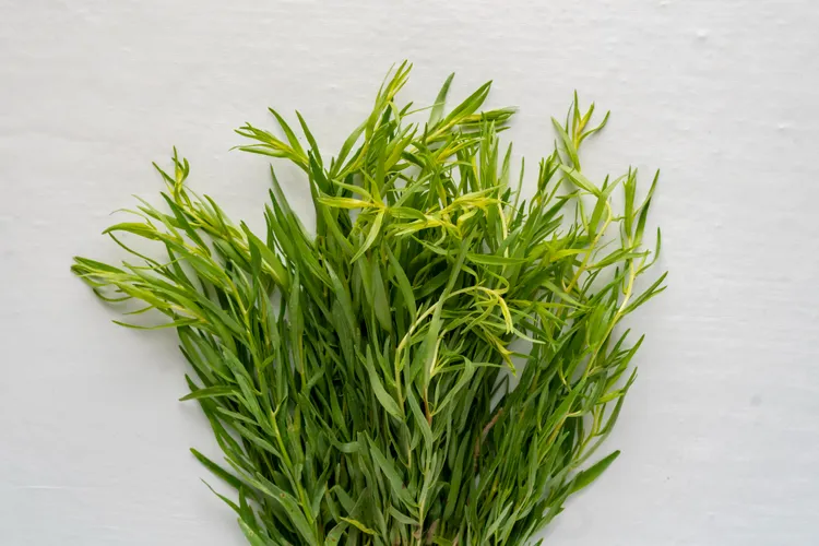 How to Grow Tarragon at Home (Pots, Garden Beds, and Indoor Setups)