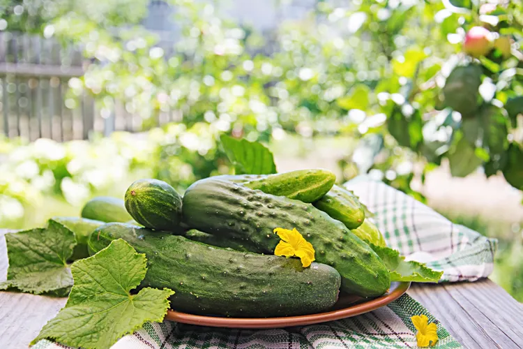 Cucumbers: Seed to Plate