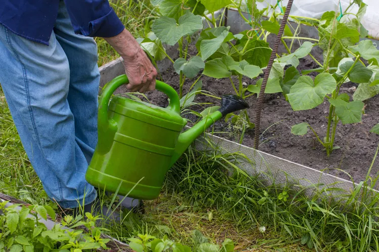 Growing Cucumbers: Why Watering Consistency Is Everything