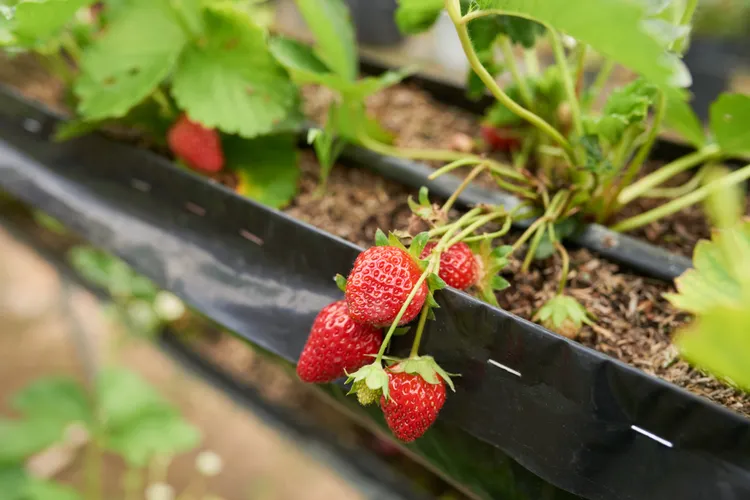 Growing Strawberries: Runners, Fruiting Types, and Care