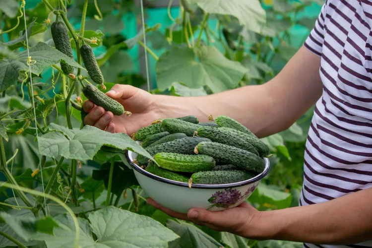 When and How to Harvest Cucumbers