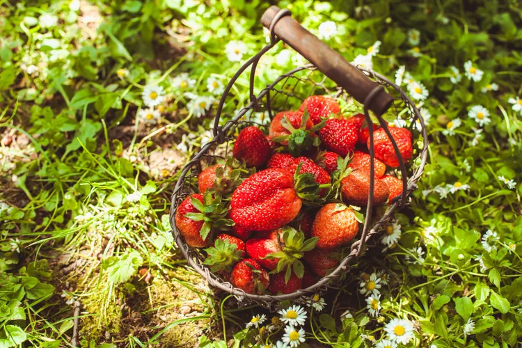 When and How to Harvest Strawberries