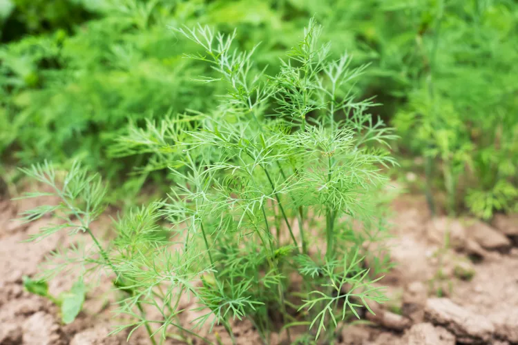 Growing Fennel at Home for Both Bulb and Fronds