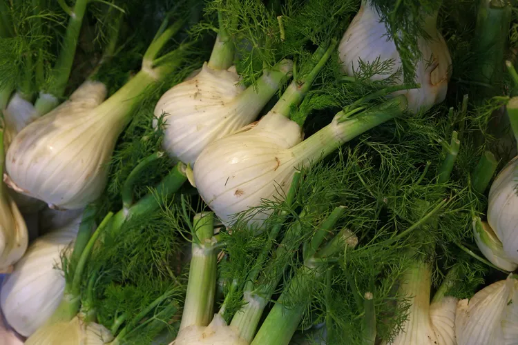 What Are Fennel Fronds and How to Store Them