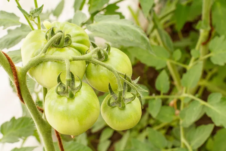 What to Do With Green Tomatoes at the End of the Season